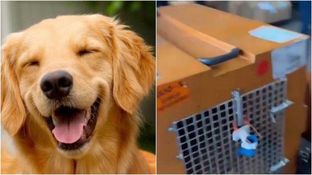 Após a morte do cão Joca, governo anuncia diretrizes para transporte de pets em aviões; veja regras