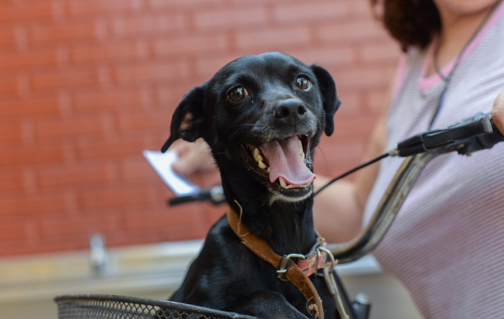 Campanha arrecada ração para alimentar cães e gatos resgatados por ONGs e protetores independentes