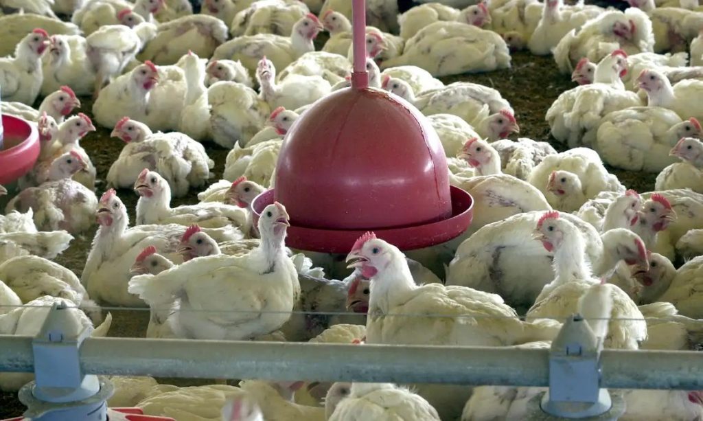Ministério descarta suspeita de gripe aviária em granja comercial em TO