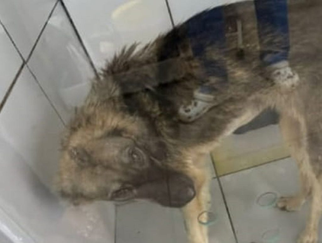 Cachorra é resgatada com estômago cheio de pedras após lamber poças de água no chão para sobreviver, diz veterinária