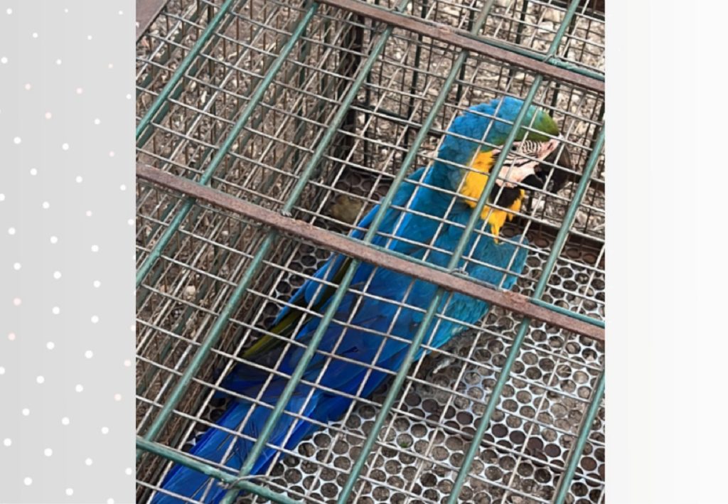 Arara-canindé é resgatada pela Guarda Metropolitana após ser encontrada ferida em Palmas