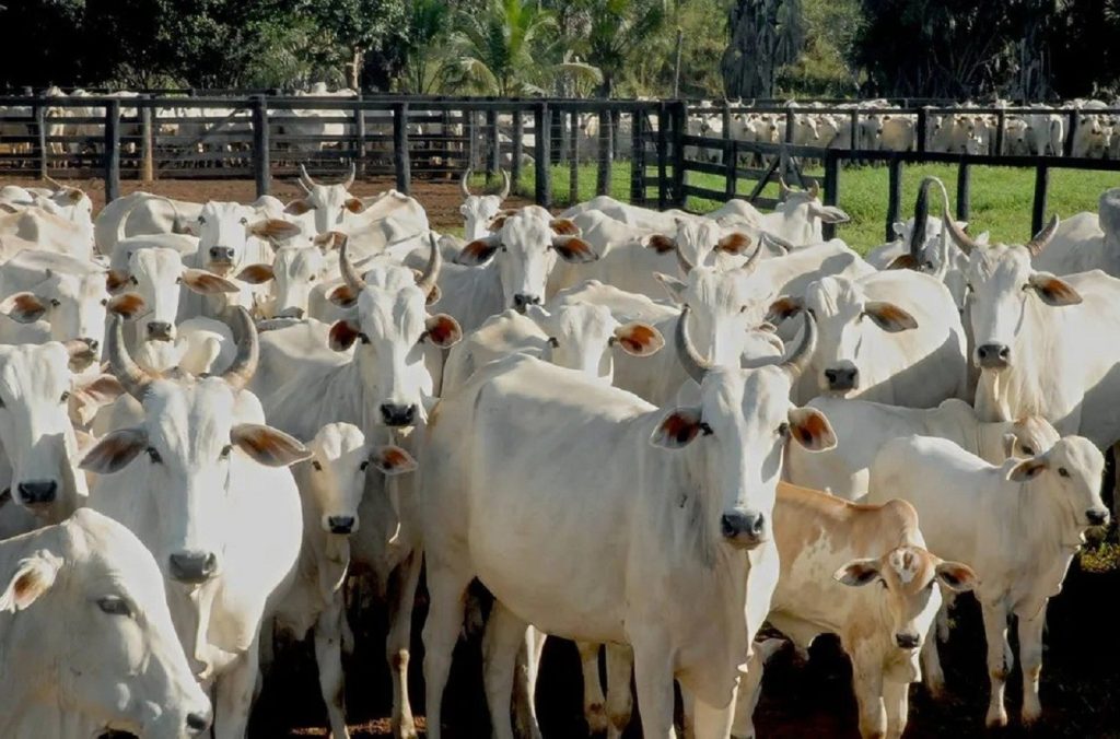 Polícia indicia 32 pessoas suspeitas de furtar gado para abater e vender carne no interior do Tocantins