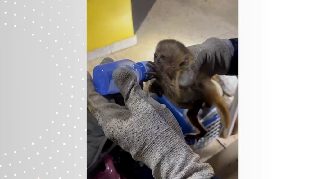 Homem é preso com mais de 100 animais silvestres em carro após tentar fugir da PRF em rodovia