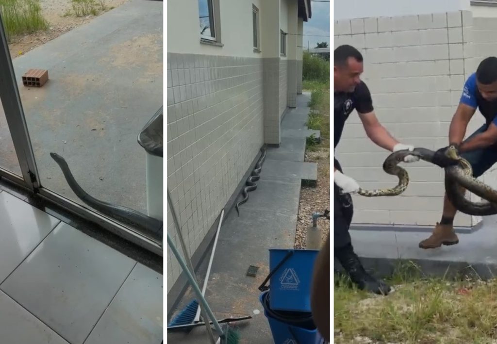 Sucuri chama atenção e é resgatada ao tentar entrar em UPA no Tocantins