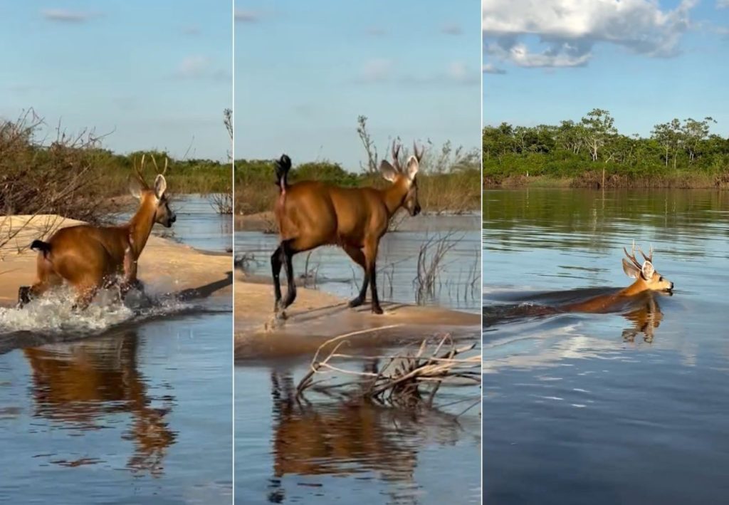 Você já viu um cervo nadar? Animal é flagrado atravessando o Rio Araguaia no Tocantins; veja vídeo