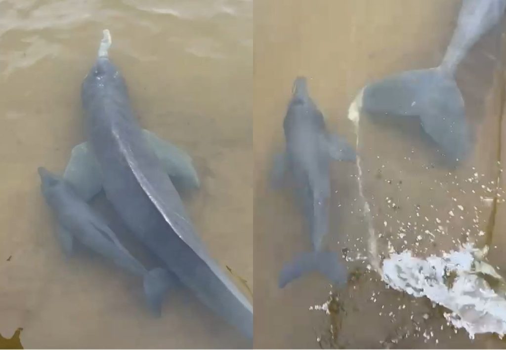 Filhote de boto nada ao lado da mãe e encanta em cena de ‘fofura’ no Rio Araguaia; VÍDEO