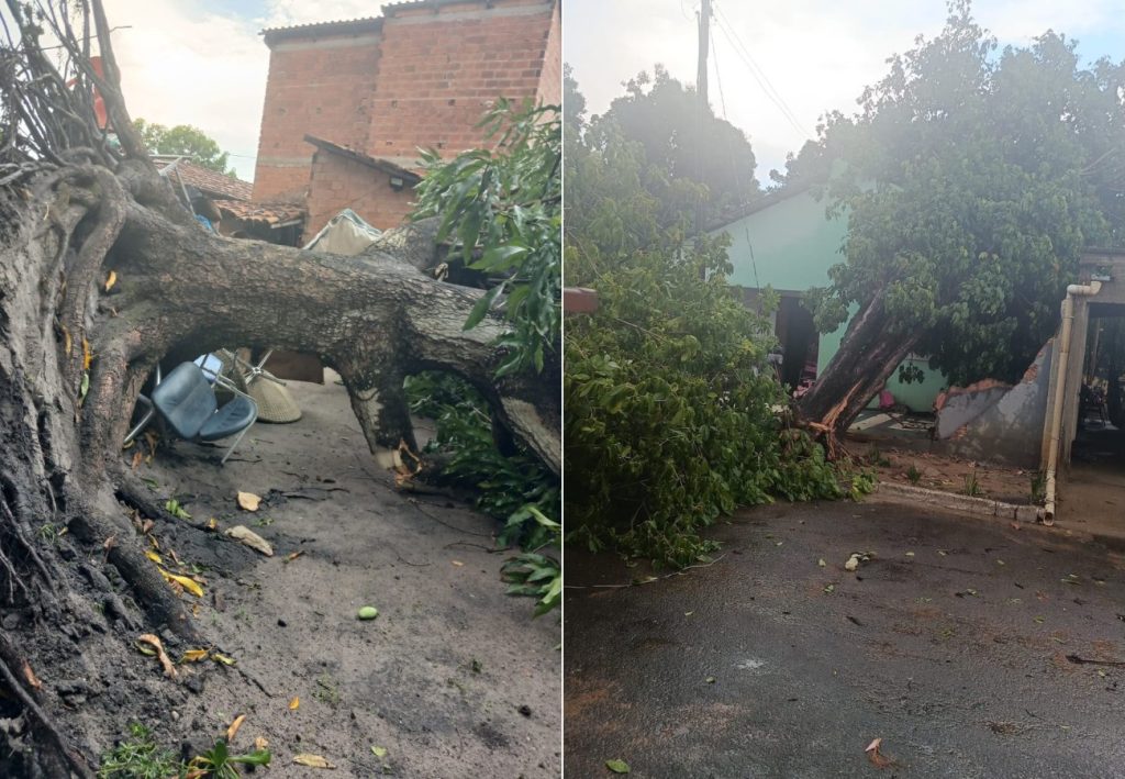 Chuva forte derruba árvores e provoca estragos no interior do Tocantins; VÍDEO